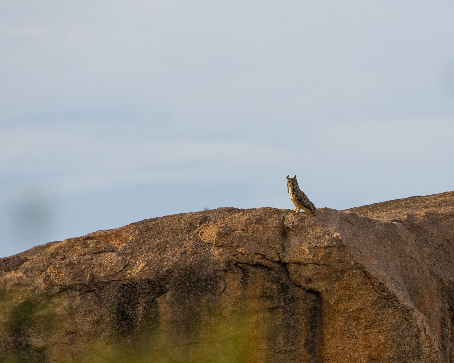 Indian eagle owl (4)